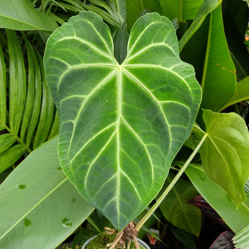 Buy Rare Plants Online Rare Indoor Plants Australia The Tropic Gardener
