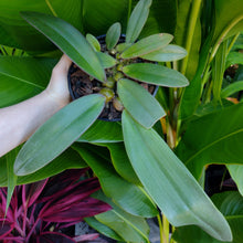 Load image into Gallery viewer, Bulbophyllum phalaenopsis
