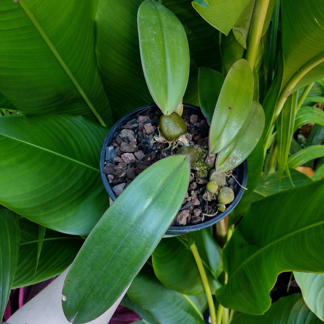 Bulbophyllum fletcherianum