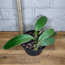 Load image into Gallery viewer, Bulbophyllum fletcherianum
