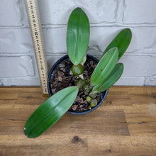 Load image into Gallery viewer, Bulbophyllum fletcherianum
