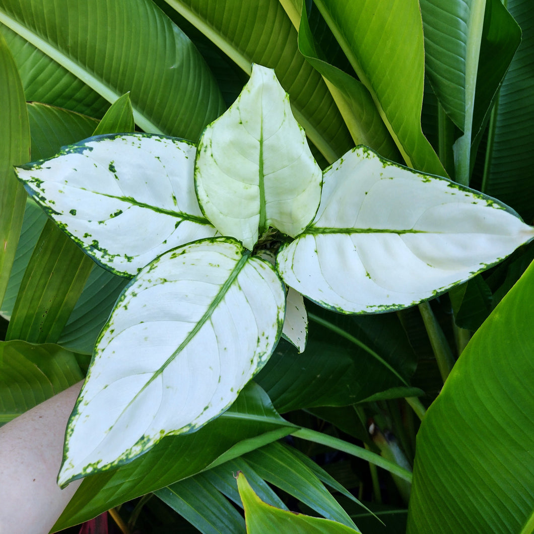 Aglaonema ‘Super White’ – The Tropic Gardener