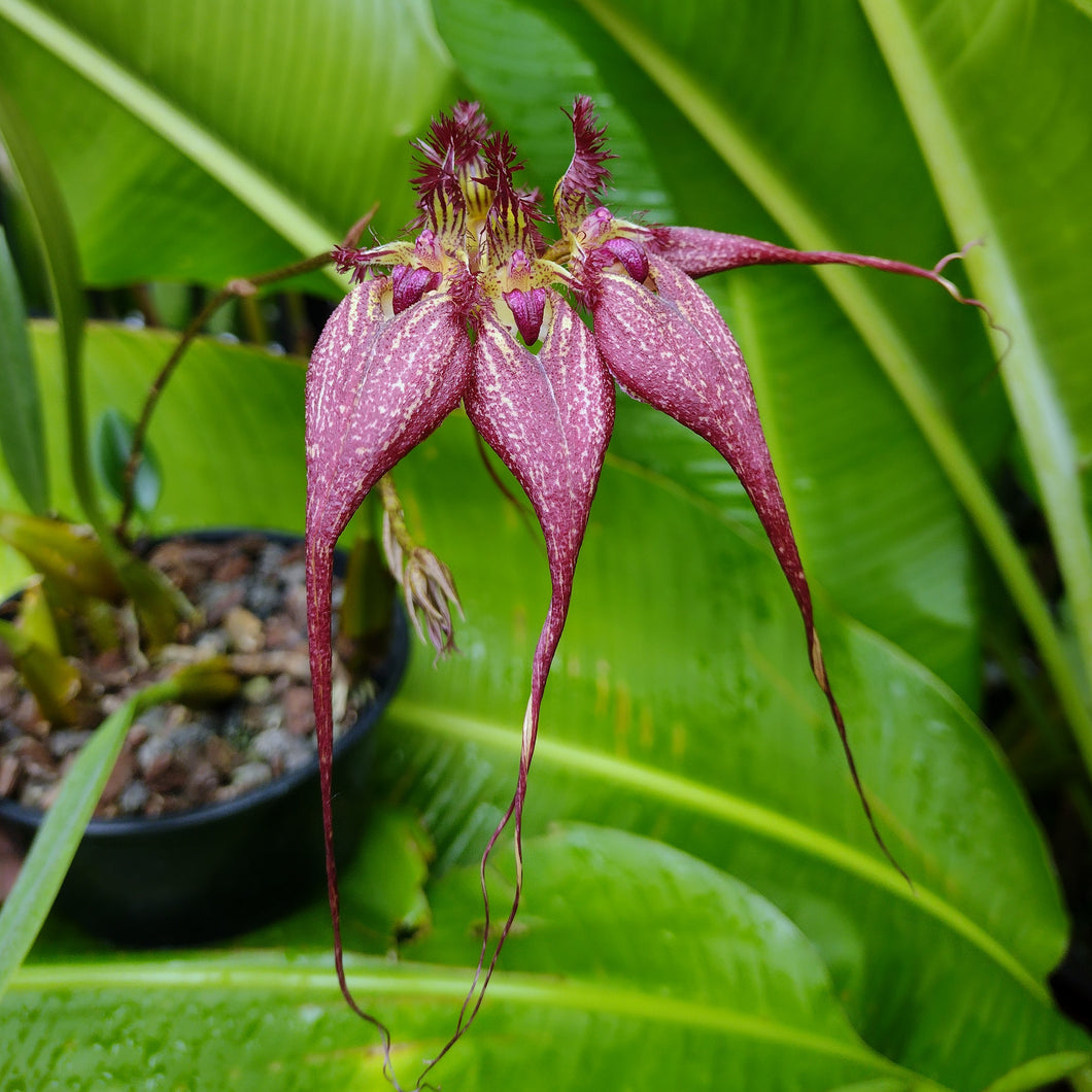 Bulbophyllum rothschildianum