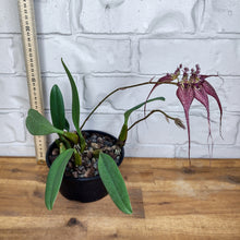 Load image into Gallery viewer, Bulbophyllum rothschildianum
