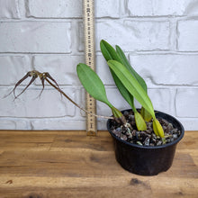 Load image into Gallery viewer, Bulbophyllum rothschildianum
