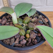 Load image into Gallery viewer, Bulbophyllum macrobulbum
