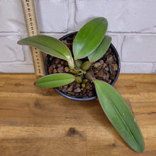 Load image into Gallery viewer, Bulbophyllum macrobulbum
