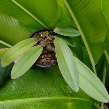 Load image into Gallery viewer, Bulbophyllum macrobulbum
