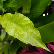 Load image into Gallery viewer, Anthurium hookeri variegata
