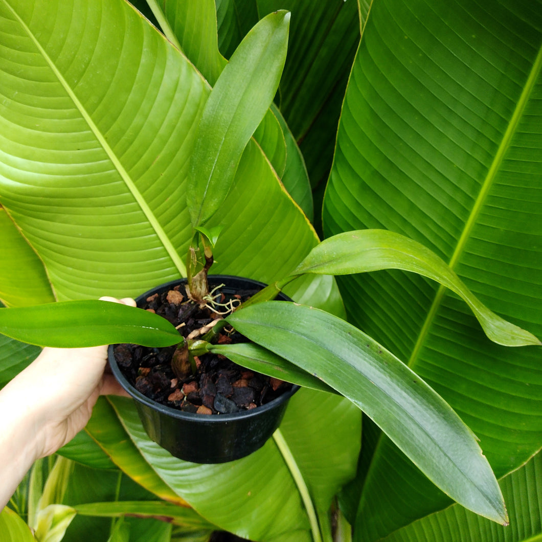 Bulbophyllum longissimum