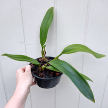 Load image into Gallery viewer, Bulbophyllum longissimum
