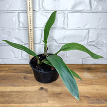 Load image into Gallery viewer, Bulbophyllum longissimum
