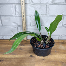 Load image into Gallery viewer, Bulbophyllum longissimum
