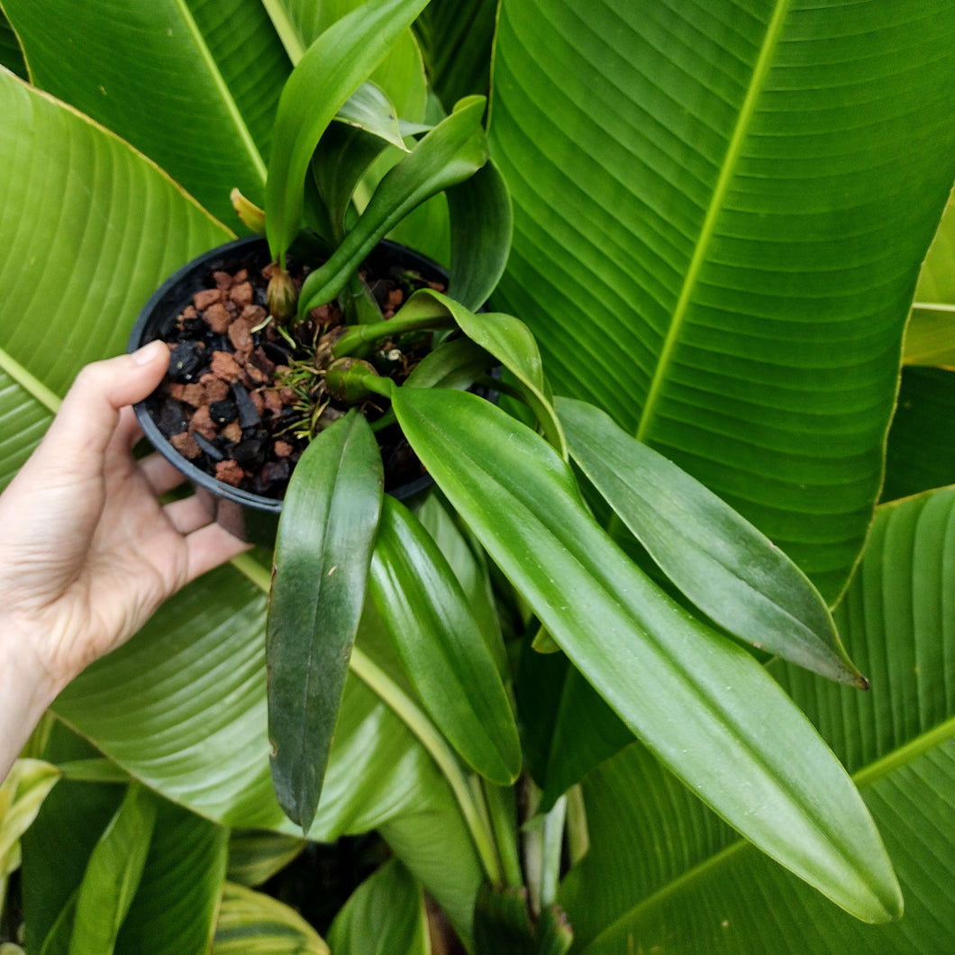 Bulbophyllum sanguineopunctatum