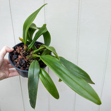 Load image into Gallery viewer, Bulbophyllum sanguineopunctatum
