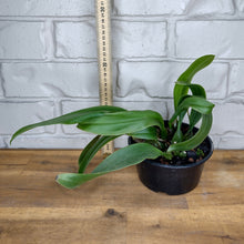 Load image into Gallery viewer, Bulbophyllum sanguineopunctatum
