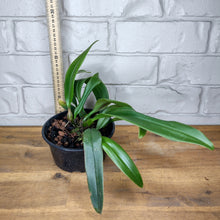 Load image into Gallery viewer, Bulbophyllum sanguineopunctatum
