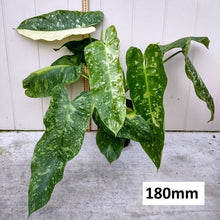 Load image into Gallery viewer, Philodendron &#39;Jose Buono&#39;
