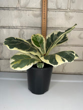 Load image into Gallery viewer, Ficus lyrata variegata
