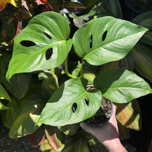 Load image into Gallery viewer, Monstera &#39;Uno&#39;
