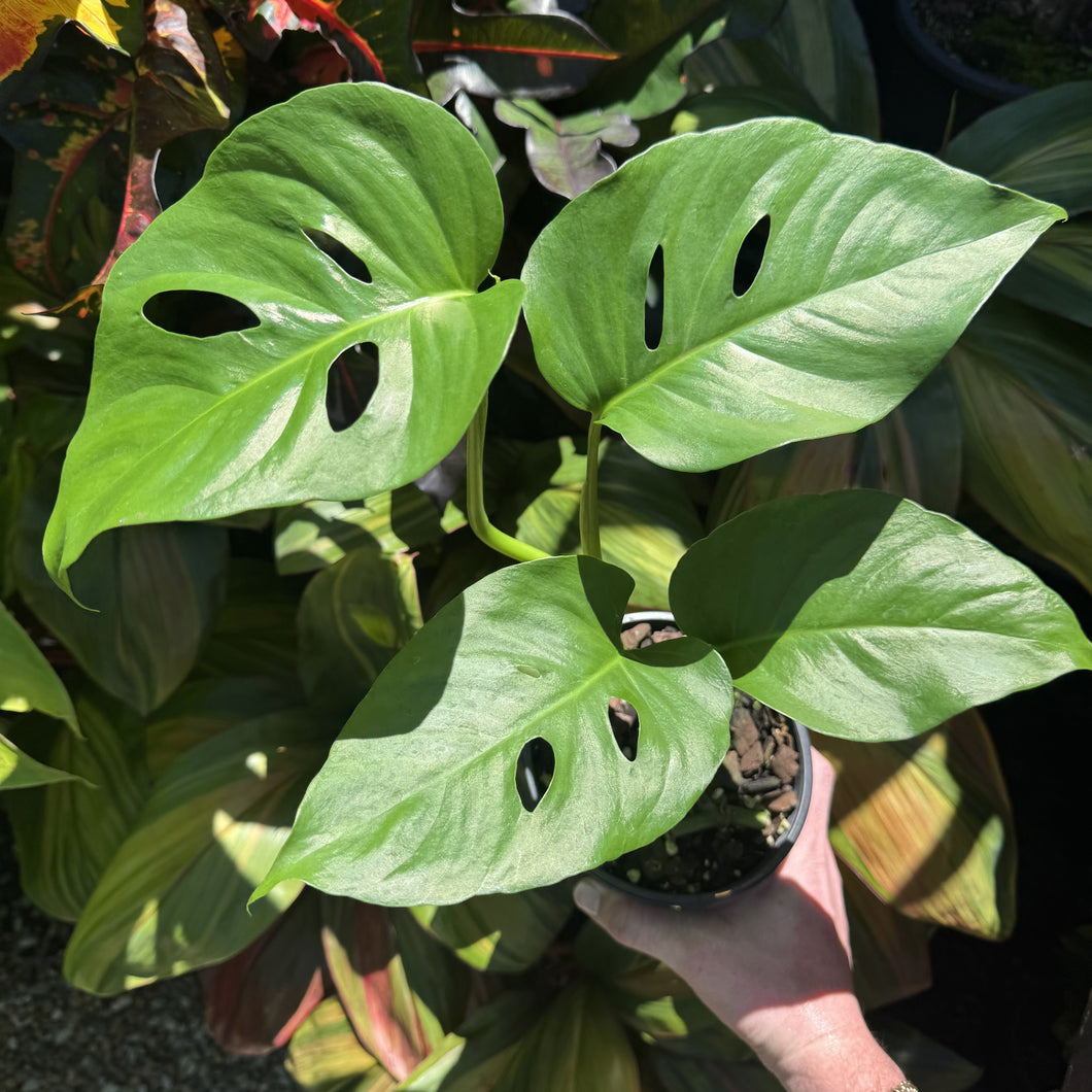 Monstera 'Uno'