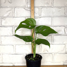 Load image into Gallery viewer, Monstera &#39;Uno&#39;
