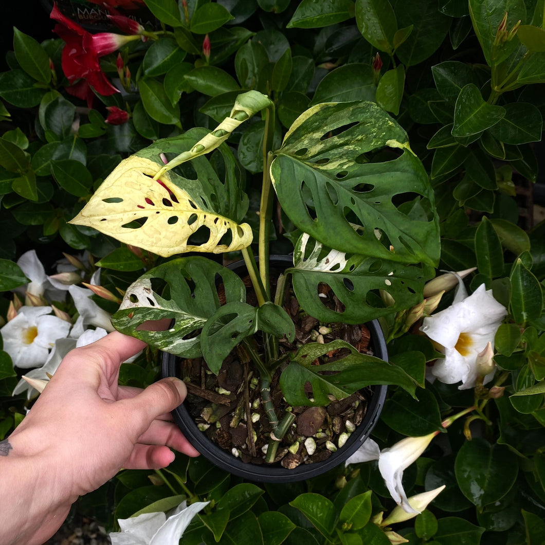 Monstera adansonii variegata