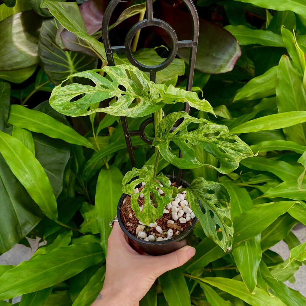 Monstera adansonii variegated 'Mint'