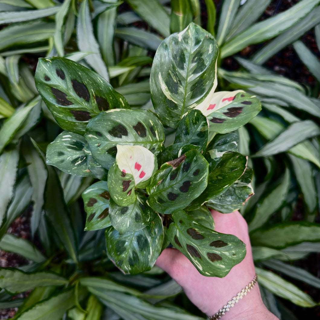 Maranta Leuconeura Kerchoveana 'Variegated'