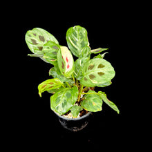 Load image into Gallery viewer, Maranta Leuconeura Kerchoveana &#39;Variegated&#39;
