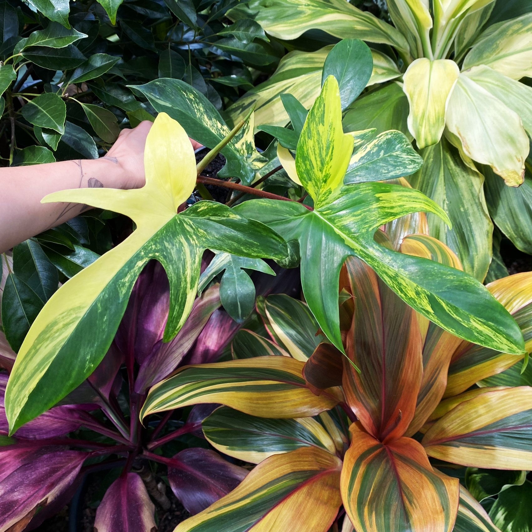philodendron florida beauty pedatum Philodendron pedatum 'Florida Beauty' – The Tropic Gardener