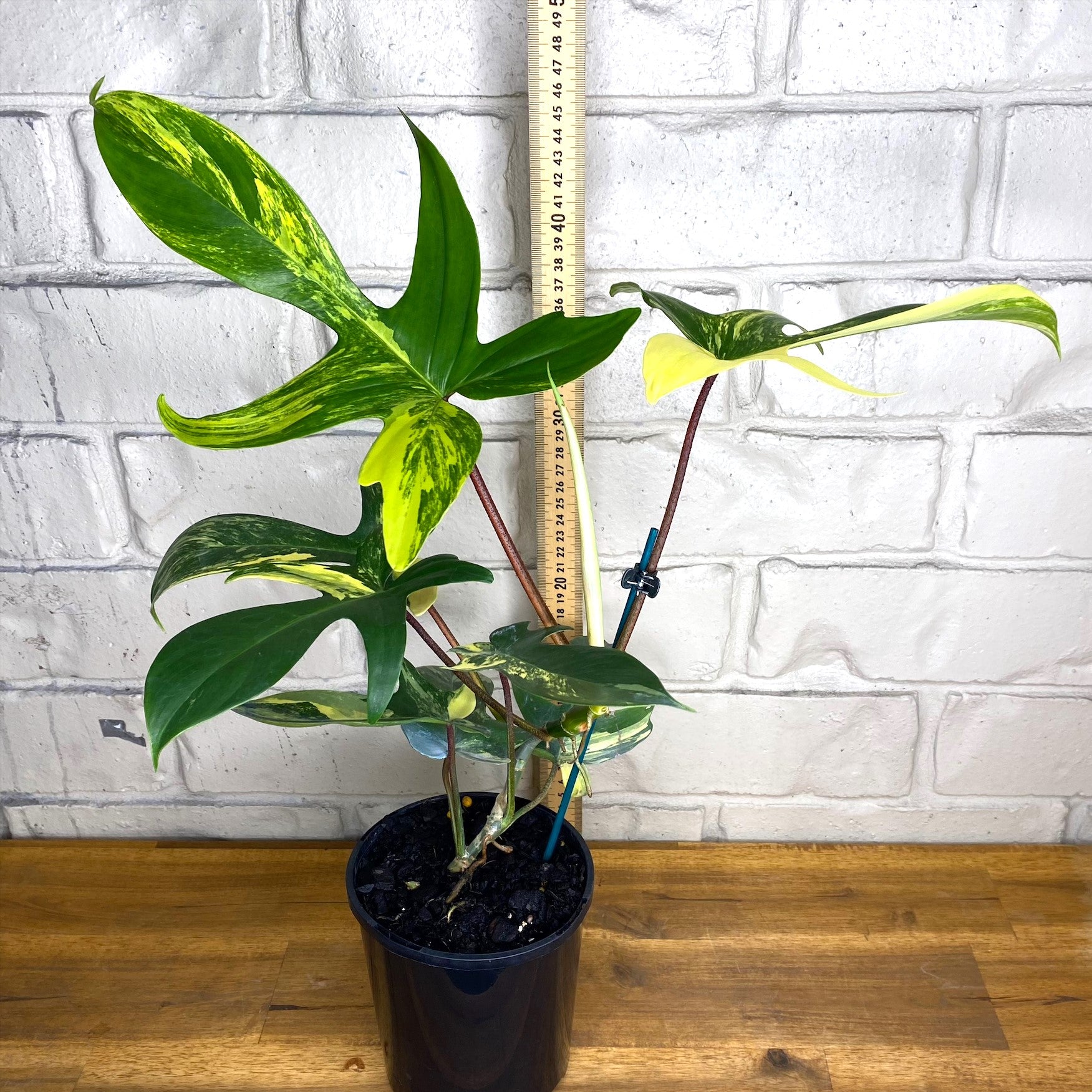 philodendron pedatum vs florida beauty Philodendron pedatum 'Florida Beauty' – The Tropic Gardener