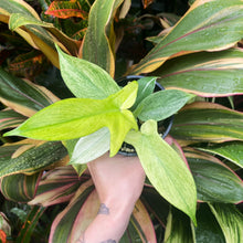 Load image into Gallery viewer, Philodendron pedatum &#39;Florida Ghost&#39;
