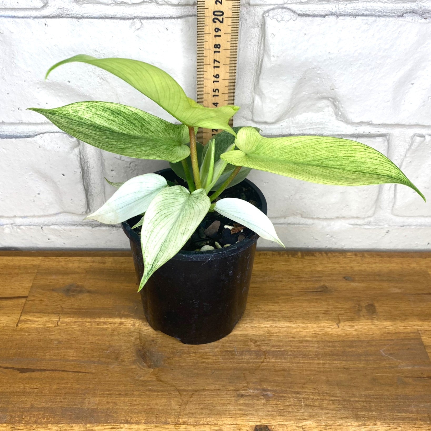 florida ghost philodendron for sale Philodendron pedatum 'Florida Ghost' – The Tropic Gardener