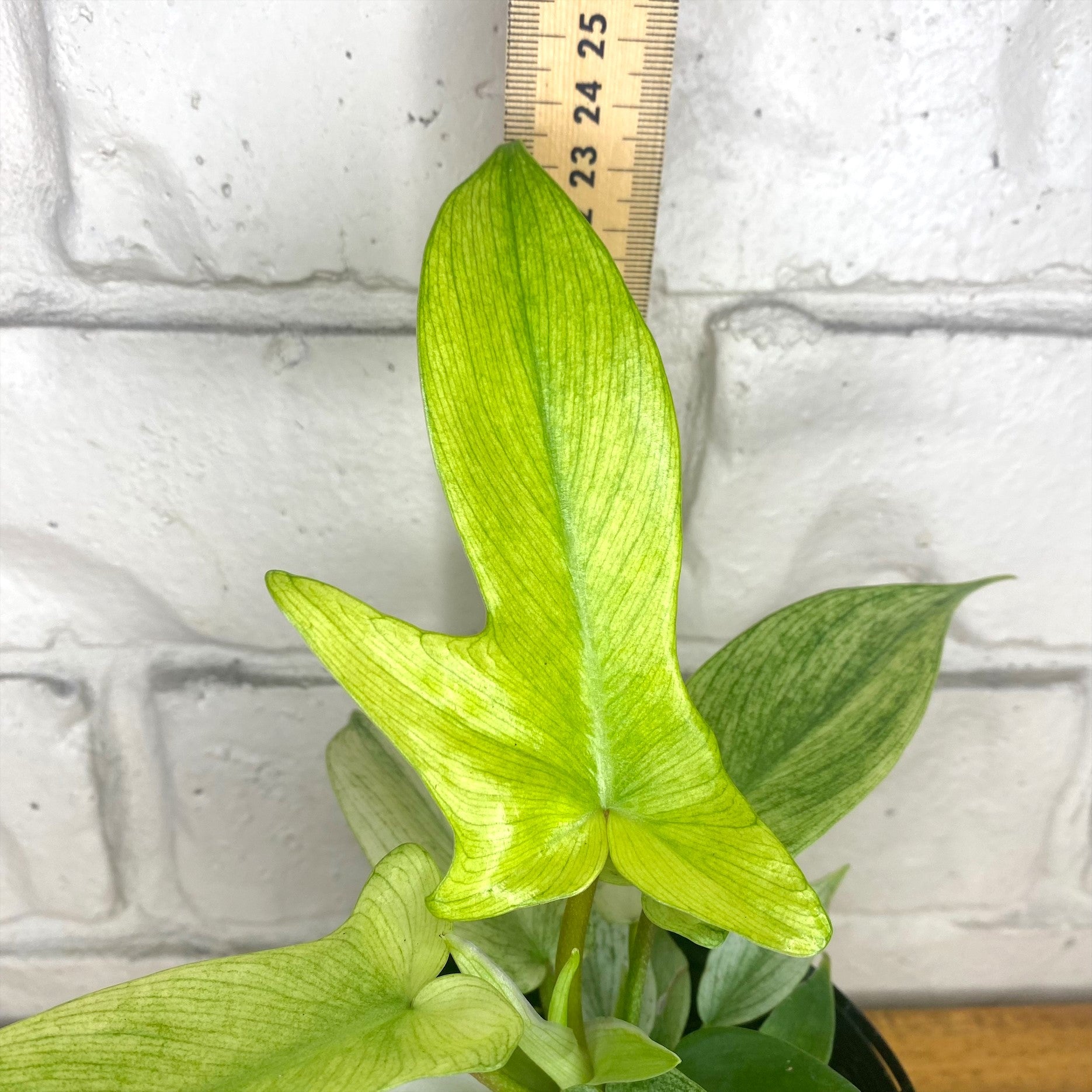 philodendron florida ghost australia Philodendron pedatum 'Florida Ghost' – The Tropic Gardener