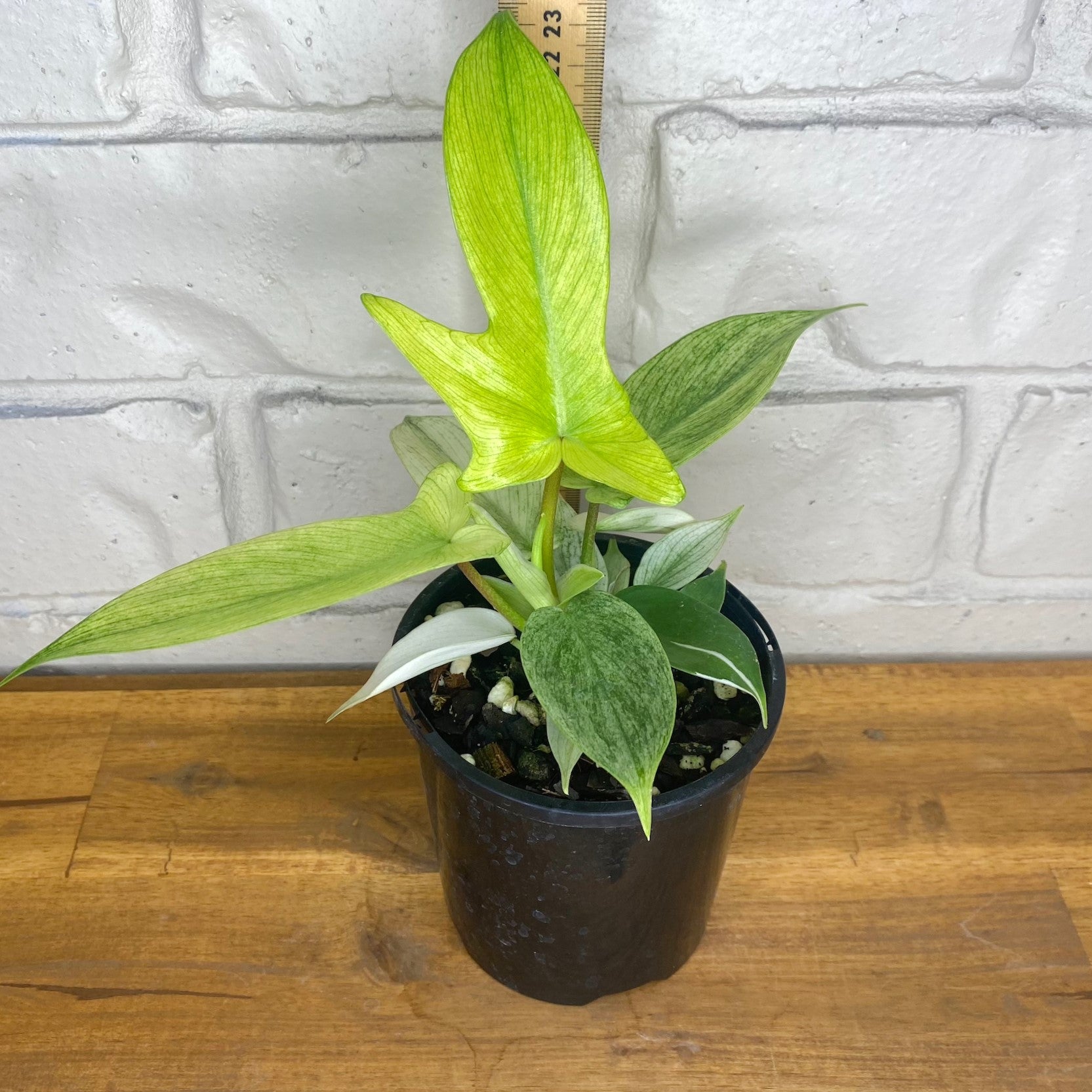 philodendron pedatum vs florida ghost Philodendron pedatum 'Florida Ghost' – The Tropic Gardener