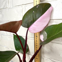 Load image into Gallery viewer, Philodendron &#39;Pink Princess&#39;
