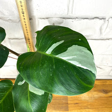 Load image into Gallery viewer, Philodendron &#39;White Knight&#39;
