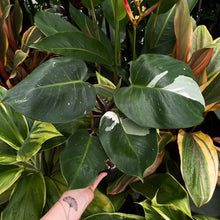 Load image into Gallery viewer, Philodendron &#39;White Knight&#39;
