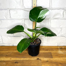 Load image into Gallery viewer, Philodendron &#39;White Wizard&#39;
