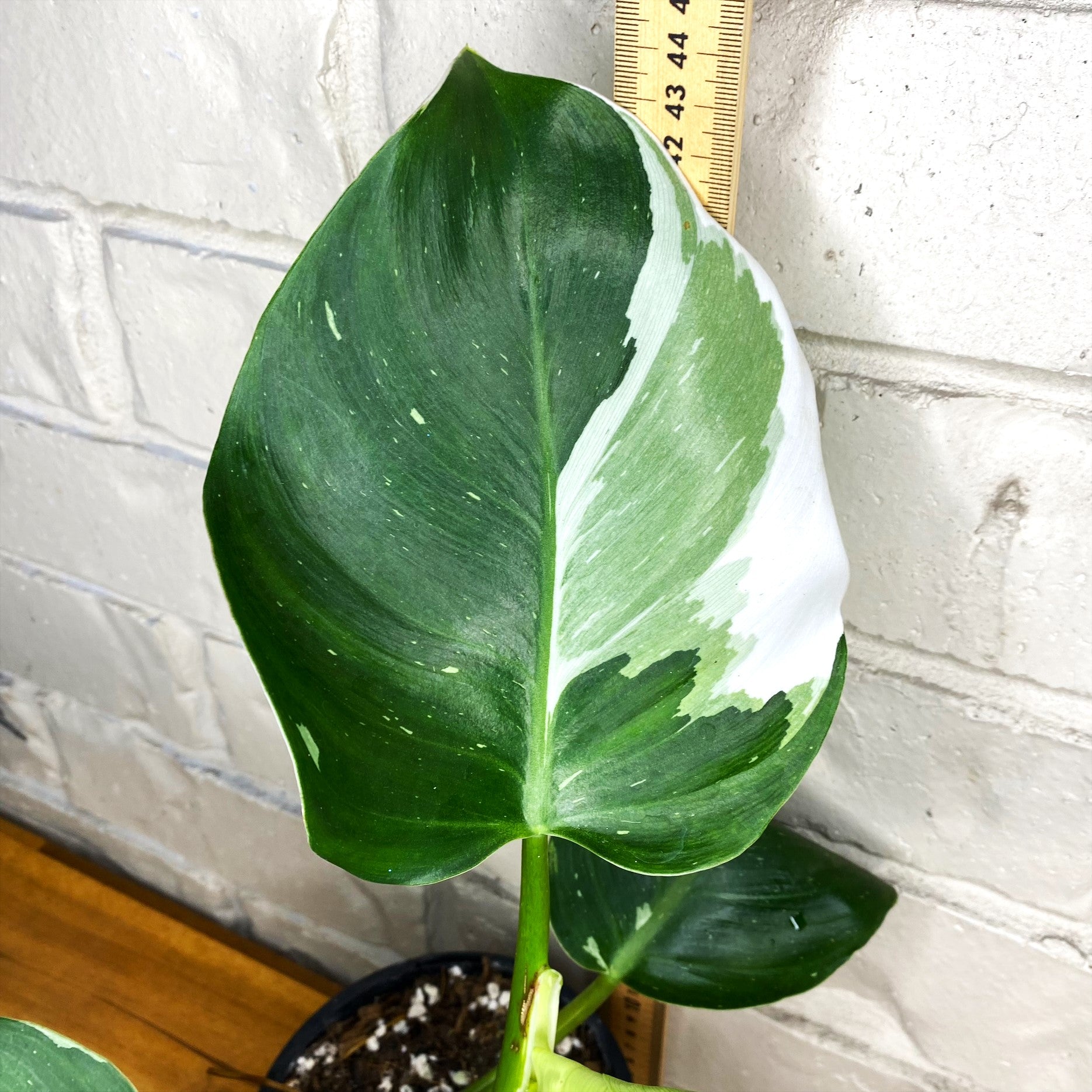 Philodendron 'White Wizard' – The Tropic Gardener