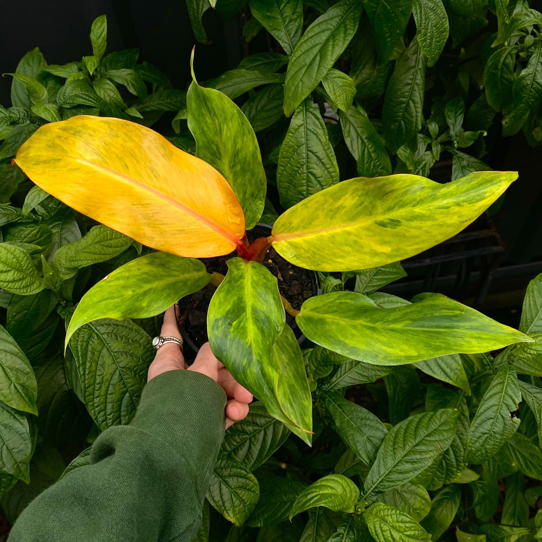 Philodendron erubescens 'Autumn Queen'