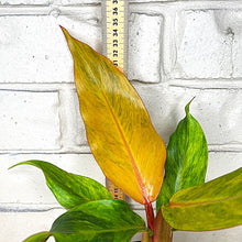 Load image into Gallery viewer, Philodendron erubescens &#39;Autumn Queen&#39;
