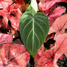 Load image into Gallery viewer, Philodendron gloriosum &#39;White Vein&#39;
