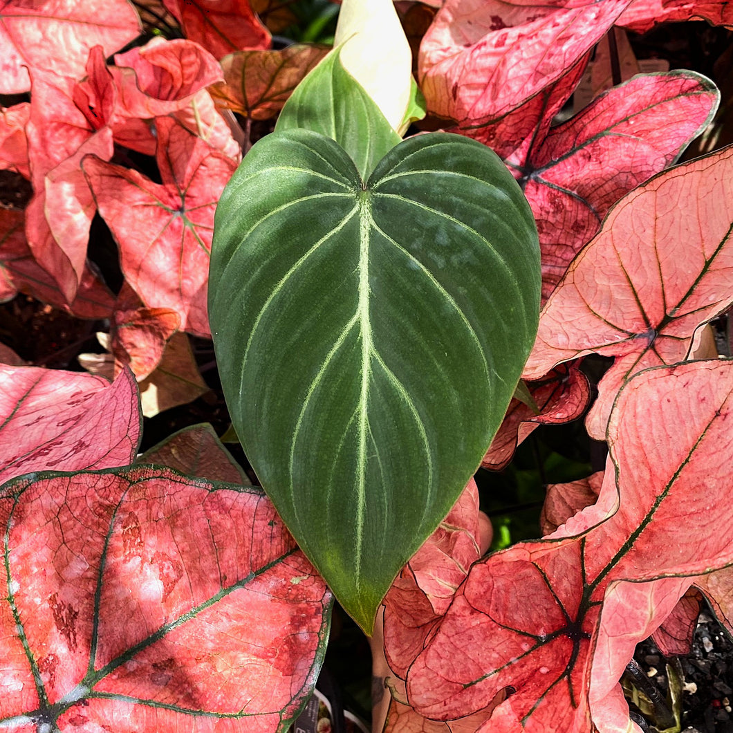 Philodendron gloriosum 'White Vein'