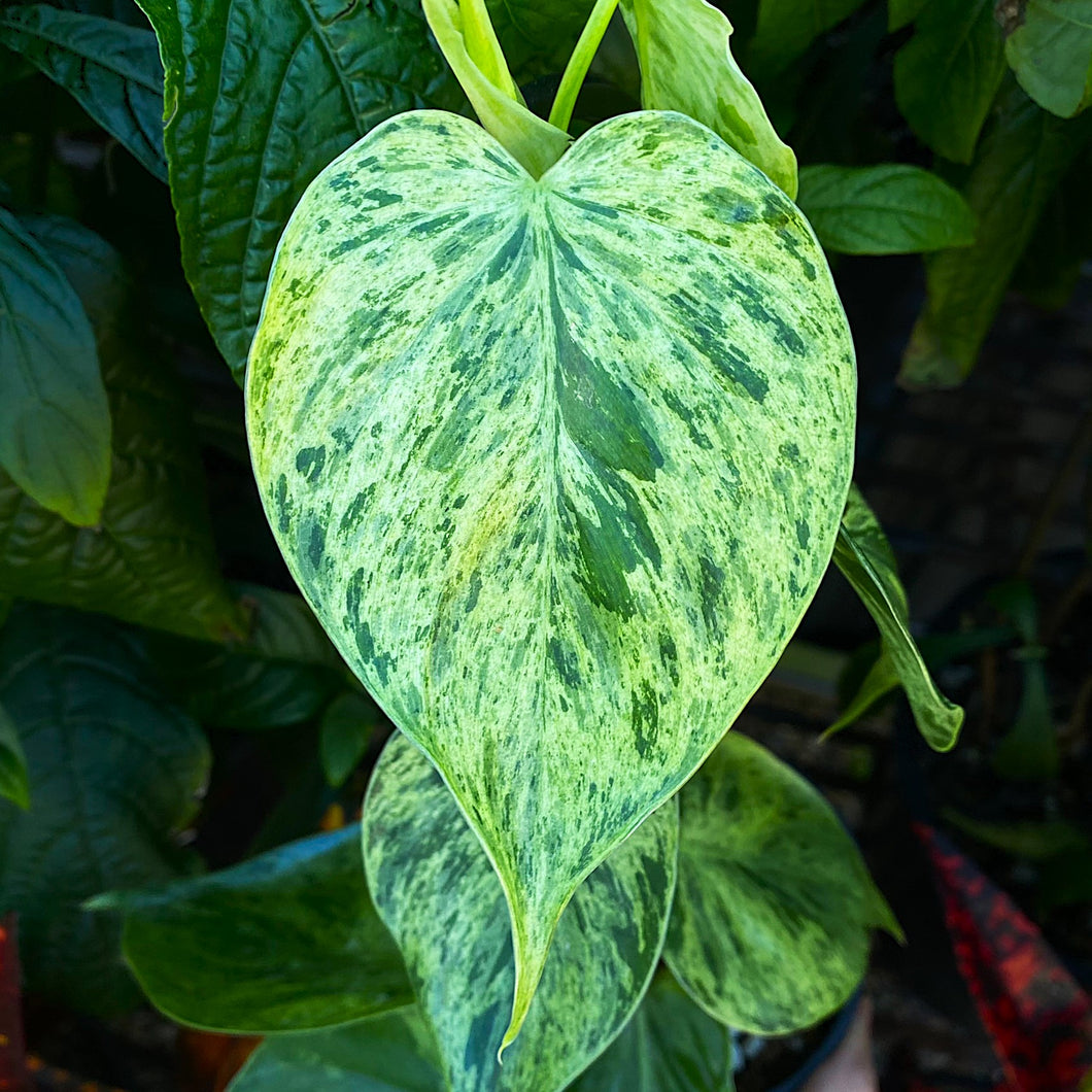 Philodendron cordatum variegata