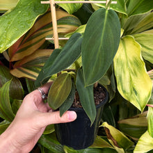 Load image into Gallery viewer, Philodendron gigas
