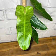 Load image into Gallery viewer, Philodendron &#39;Paraiso Verde&#39;
