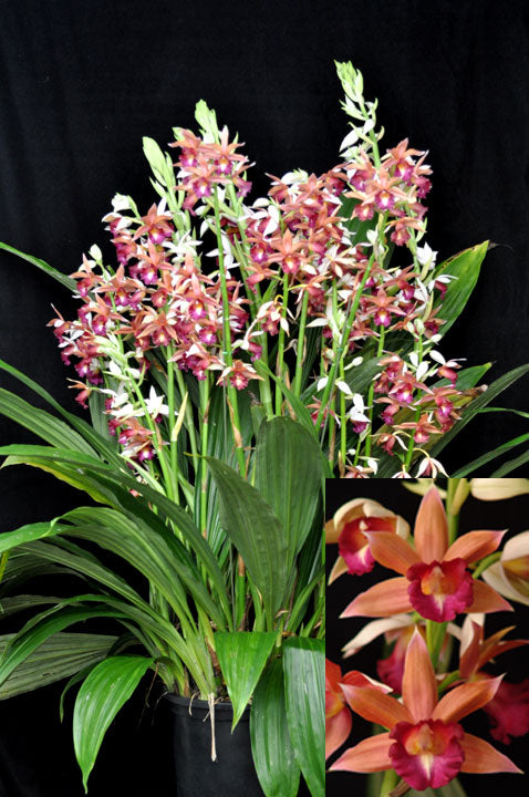 Phaius Lady Ramona Harris 'Looking @ You'