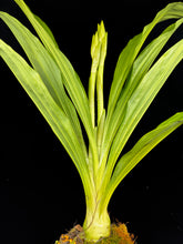 Load image into Gallery viewer, Phaius Lady Ramona Harris &#39;Looking @ You&#39;
